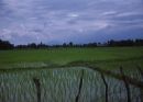 Rice Fields near Caspian Sea